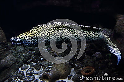 Laced moray Stock Photo