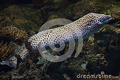 Laced moray Gymnothorax favagineus Stock Photo