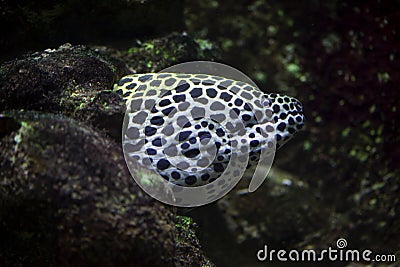 Laced moray Gymnothorax favagineus Stock Photo