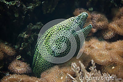 Laced moray Gymnothorax favagineus Stock Photo