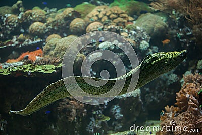 Laced moray Gymnothorax favagineus Stock Photo