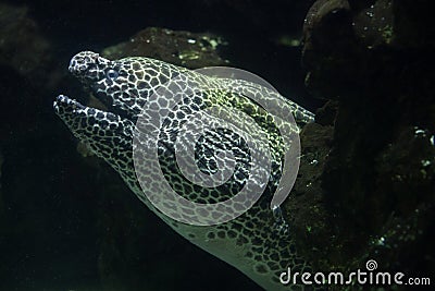 Laced moray Gymnothorax favagineus Stock Photo