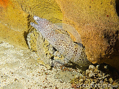 Laced moray, honeycomb moray, tesselate moray Stock Photo