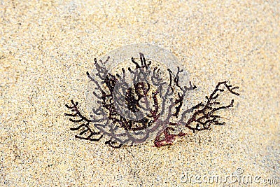 Laced seaweed on the sand, natural background Stock Photo