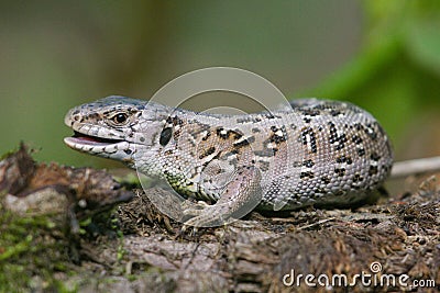 Sand lizard with open mouth Stock Photo