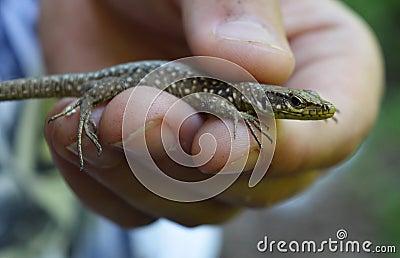 Lacerta praticola - meadow lizard Stock Photo