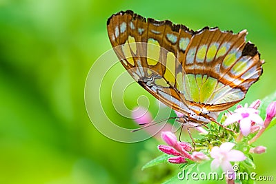 The Lacewing Buterfly Stock Photo