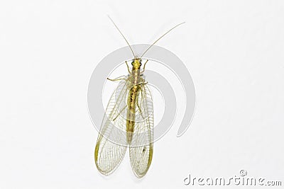 Lacewing (Chrysoperla carnea) Stock Photo