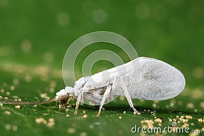 Lacewing female Stock Photo