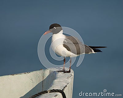 Lachmeeuw, Laughing Gull, Larus atricilla Stock Photo