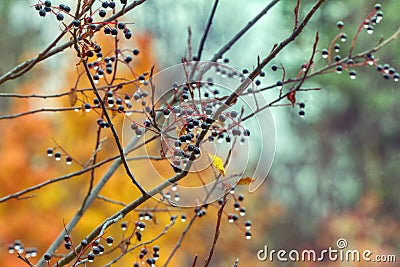 Lachrymose sentimental autumn. Bird cherry Stock Photo