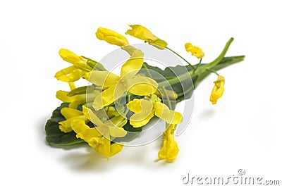 Lacinato kale flowers Stock Photo