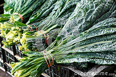 Lacinato Kale Stock Photo