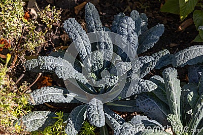 Lacinato kale texture background Stock Photo