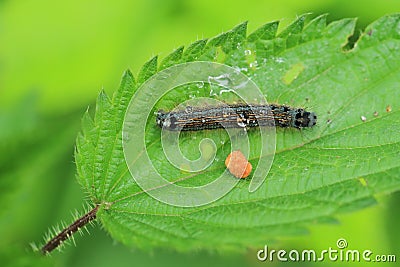 Lackey moth catterpillar Stock Photo
