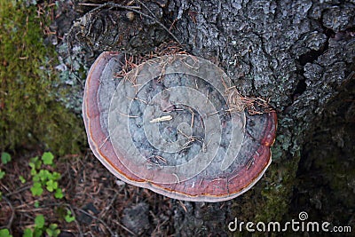 Lacquered polypore, or Ganoderma lacquered Lingzhi or Reishi names are also possible lat. Ganoderma lucidum is a Stock Photo