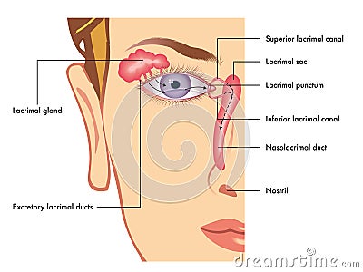 Lacrimal apparatus Vector Illustration