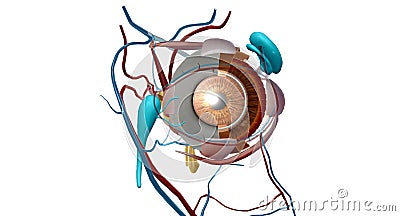 The lacrimal apparatus is the physiological system containing the orbital structures for tear production and drainage Stock Photo