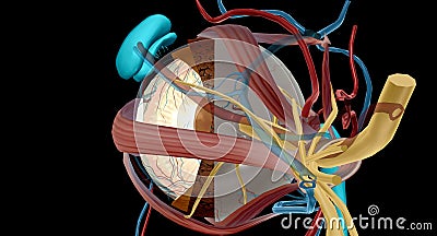 The lacrimal apparatus is the physiological system containing the orbital structures for tear production and drainage Stock Photo