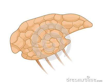 Lacrimal gland isolated on white Vector Illustration