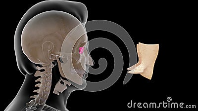 Location of Lacrimal gland in Human Stock Photo