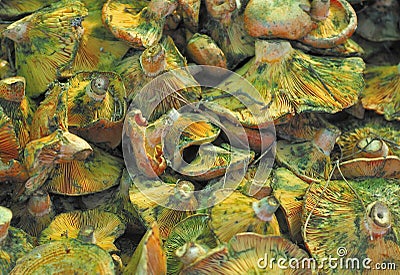 Lactarius Deliciosus Mushrooms Stock Photo