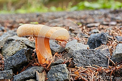 Lactarius deliciosus in the natural environment. Stock Photo