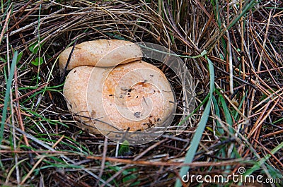 Lactarius Deliciosus Stock Photo