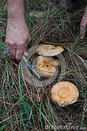 Lactarius Deliciosus Stock Photo