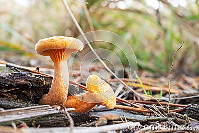 Lactarius deliciosus or red pine mushroom in the forest close-up Stock Photo