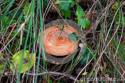 Lactarius deliciosus, the saffron milk cap, red pine mushroom mushroom growing in the autumn forest Stock Photo