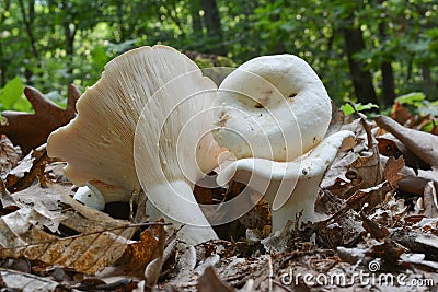 Lactarius piperatus or Peppery milkcap mushroom Stock Photo