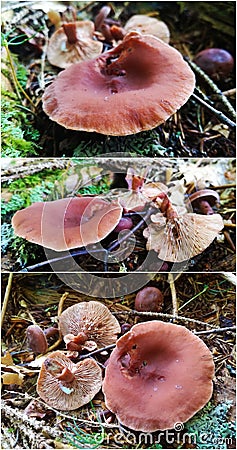 Lactarius rubidus mushroom Stock Photo