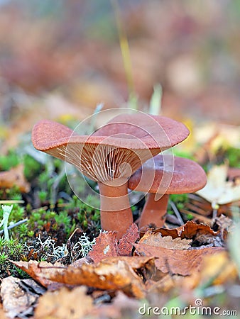 Lactarius rufus. Two mushrooms among the fallen-down foliage Stock Photo