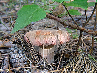 Lactarius torminosus Stock Photo