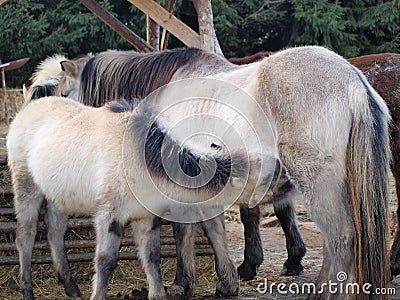 Lactating mare foal, South Bohemia Stock Photo