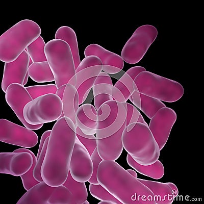 Lactobacillus Bacteria Stock Photo