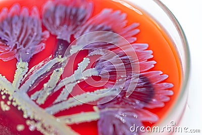 Lactobacillus bulgaricus from laboratory microbiology. Stock Photo