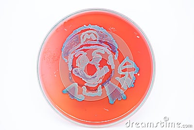 Lactobacillus bulgaricus from laboratory microbiology. Stock Photo