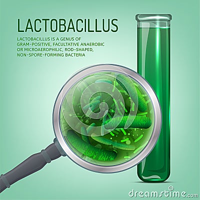 Lactobacillus probiotics image Vector Illustration