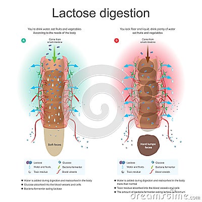 Lactose digestion. Water is added during digestion and reabsorb in the body. Bacteria fermenter eating lactose. Toxic residue abso Stock Photo