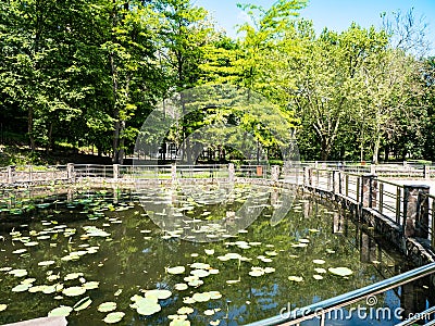 Lacul cu Nuferi (Waterlilies Lake), Felix Baths - Baile Felix, B Stock Photo