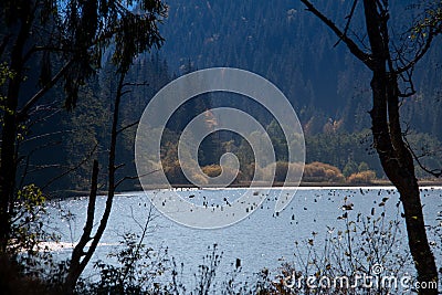 Lacul Rosu, Harghita - Romania, Europe Stock Photo