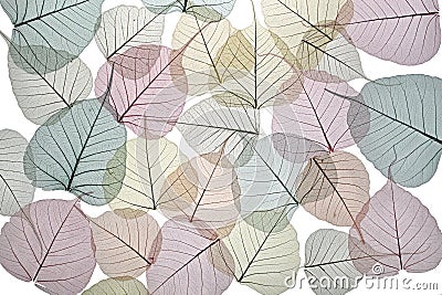 Lacy background of dried autumn leaves in soft pastel colors on Stock Photo