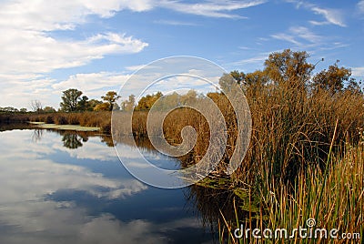 Lacy Clouds Reflected In Pond Stock Photo