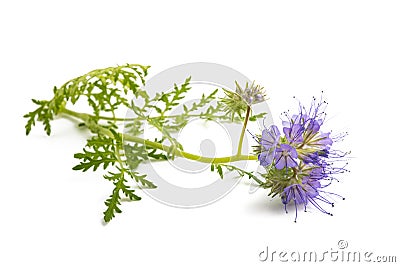 Lacy phacelia Stock Photo