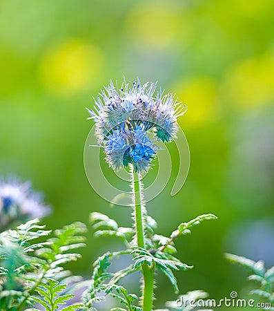 Lacy scorpion weed in the filed Stock Photo