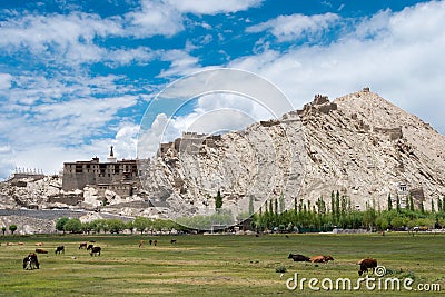 Shey Monastery Shey Palace in Ladakh, Jammu and Kashmir, India Stock Photo