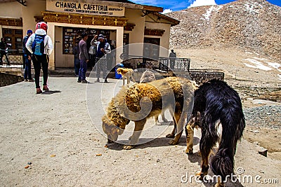 Ladakh,India. June 2016, Himalayan furry dogs and tourist near the cafetaria at Changla Pass at Ladakh, Kashmir, India Editorial Stock Photo