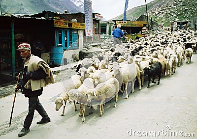 Ladakhi Shepherd Editorial Stock Photo